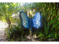 flora and fauna Cahuita